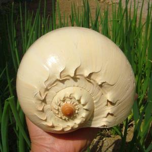 大海螺可听大海的声音黄金螺贝壳能吹响海螺号居家装饰工艺品礼物