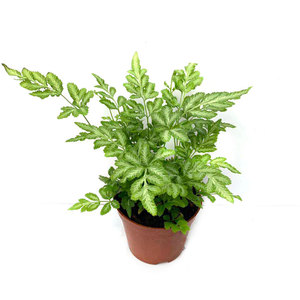 夏雪银线蕨小盆栽蕨类室内外庭院桌面观叶植物p吸甲醛净化空气花