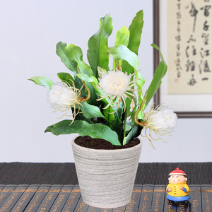 阳台盆栽昙花大苗好养昙花苗可食用大叶昙花苗包成活室内耐热植物