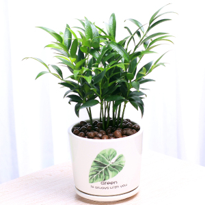 平安竹柏盆栽室内客厅清香长盆竹寿景净化常气四季空青驱蚊绿植.