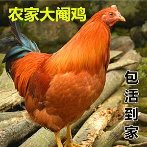 农家散养阉鸡线鸡太监鸡红毛大公鸡白切鸡整只登鸡扇鸡走地鸡活鸡