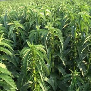 花笙情旗舰店天猫宝塔菜种子地牯牛种苗甘露子根苗地环玉环菜地参