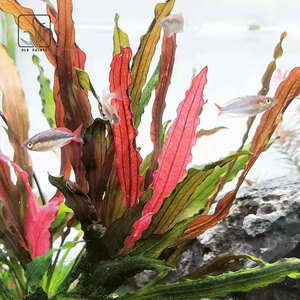 狂人的翅膀淘宝长叶九冠/大叶绿九冠/乌拉圭皇冠/红九冠 自养 水下