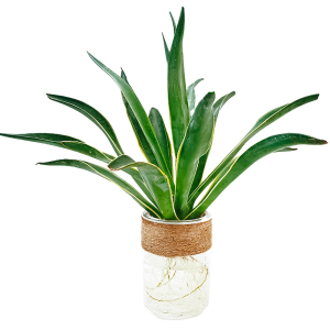 龙舌兰植物水培