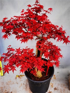 一物一拍华程园艺日本枫盆景原生红舞姬出猩猩红叶红枫树苗小盆栽