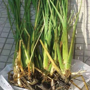 瓜苗茭白种籽四季高笋茭白苗早熟茭白苗茭白种子现挖xy214088077815