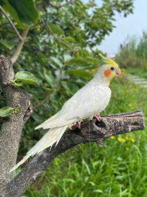 凤玄鹦鹉幼
