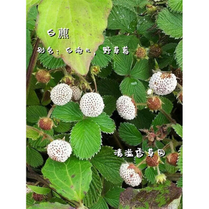 2a2白藨 白草莓苗野生白泡儿地泡菠萝蜜高山森林食用带土带盆栽a.