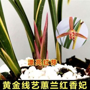 【金边红香妃兰花】金边红香妃兰花品牌,价格 - 阿里巴巴