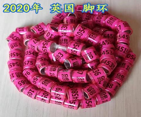 日c本购鸽子脚环信鸽用品用具鸽环足环2020年统一环鸽子用品记号