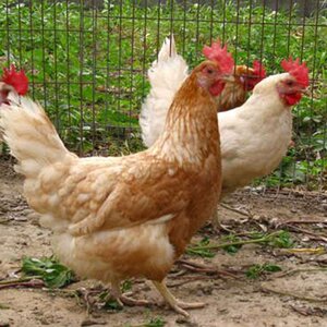 产蛋王海兰褐罗曼蛋鸡种蛋受精蛋下蛋白毛鸡可孵化伊莎褐土鸡种蛋