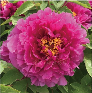 22花苗洛阳红品种正宗洛阳重瓣牡丹盆地栽耐旱多年生产地发货热p