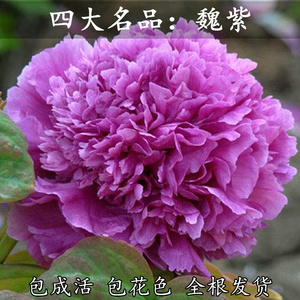 22b牡丹四大名品姚黄 魏紫 豆绿 赵粉 菏泽牡丹苗正宗花苗菏泽发