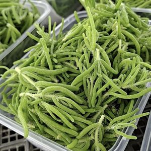 新品上市冰山美人凉拌蔬菜沙拉宴会酒席专用新鲜冰菜冰草有机鲜嫩