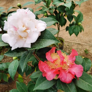 【香太阳茶花】香太阳茶花品牌,价格 - 阿里巴巴