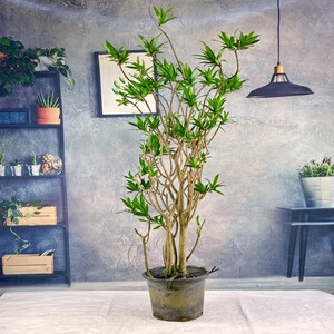 百合竹盆栽植物高杆老桩造型千式大型绿植办公室净化空气吸甲醛