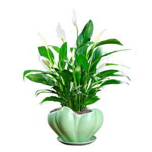 高档白掌盆栽植物室内一帆风顺客厅办公桌花卉白掌苗四季开花绿植