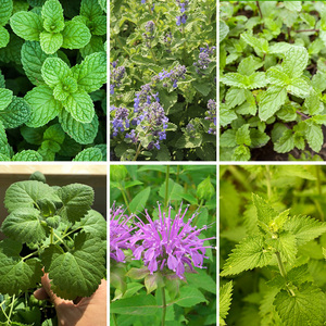 高档小叶薄荷盆栽食用薄荷绿植好养活柠檬猫薄荷可食用四季室实用