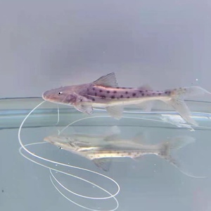 【富贵猫鱼】富贵猫鱼品牌,价格 - 阿里巴巴