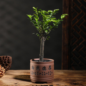小叶紫檀盆景盆栽花卉树苗喜阴好养客厅旺宅老桩木本办公室内绿植