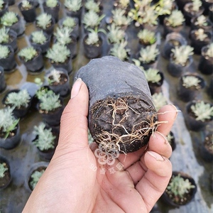 绵杉菊苗棉杉菊香草植物小盆栽苗香草苗驱蚊虫芳香植物驱虫