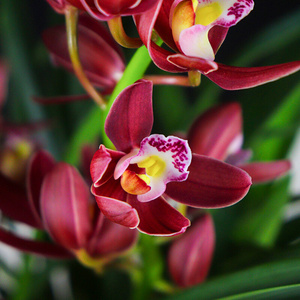 22兰花苗带花苞 红将军 s世界上最香的兰花盆栽名贵品种好养浓香