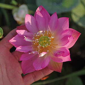 新款周劲松校长家碗莲微型盆栽荷花p种藕水生植物迷你非四季