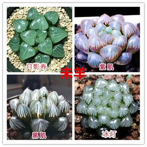 22j多肉植物生肖组合玉露套餐多肉组合花盆绿植盆栽含盆含土十二