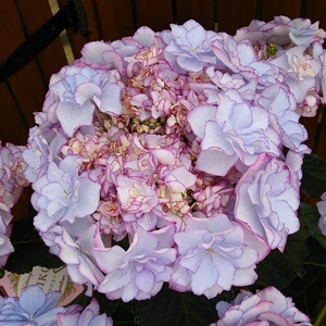 22梦心地惠子小姐大花贝拉绣球八仙花j盆栽庭院阳台易养