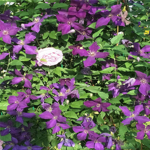 波兰精神铁线莲