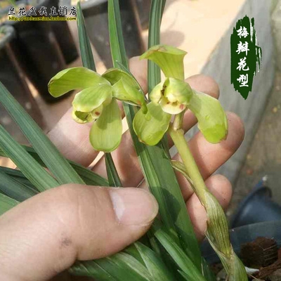 k草香罕见梅瓣兰花苗 贵超献宝 c春剑水晶线艺 冬带花苞 好养妃超