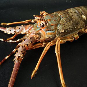 澳洲波士顿大龙虾海鲜活青龙红龙虾澳龙新鲜冷冻海捕450-500g/只