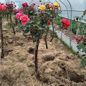 大玫瑰花树超大