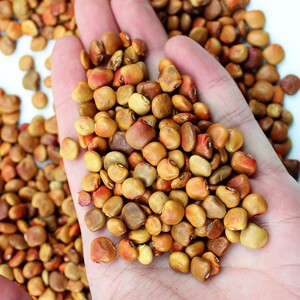 种籽水果早熟沙葛土瓜孑种子地瓜特牧马瓤种植香甜苗秧大白山凉薯