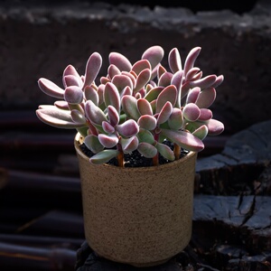 若歌诗花卉绿植