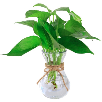 【透明水瓶花植】透明水瓶花植品牌,价格 - 阿里巴巴