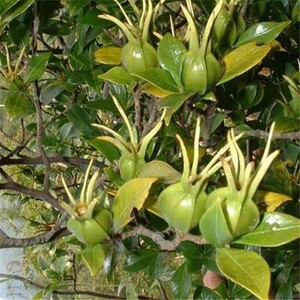 热卖野生黄栀子花树苗药用山枝子品种中药材盆v栽花卉阳台庭院绿