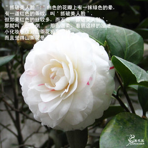 美人茶花树