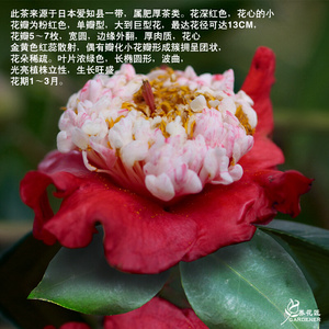 熊谷稀有名贵茶花金盘荔枝花卉盆栽品种树苗阳台花r园耐寒好养绿