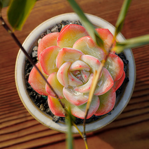 22美诺花园草莓泡芙多肉植物办公室防辐射绿植肉肉植物i高品质肉