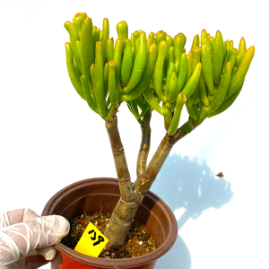 吸财树筒叶花月夜玉树多肉植物一物一拍树桩老桩向阳派花卉园艺