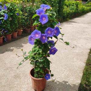 蓝牵牛盆栽大喇叭花宿根牵牛花会变色爬藤带花苞室外庭院阳台植.