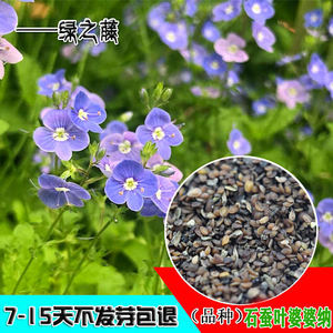 石蚕叶婆婆纳种子香草型花卉种子 蓝色家庭户外耐寒草本花卉易活