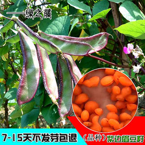 紫边眉豆种子梅豆苗茶豆角早边红扁豆种子原厂包装豆角苗荷兰豆苗