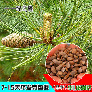 伊人如水秋夏专卖店天猫黑松小盆景 微型盆景盆栽五针松盆景日本