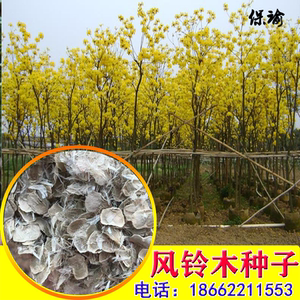 绿化林木树种籽黄花风铃木种子红花风铃木种子风景树绿化苗木种子