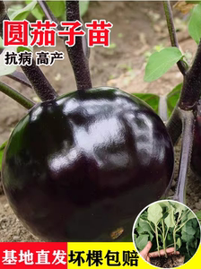 圆茄子苗高产快茄幼苗黑紫色特大茄苗种子口感好四季种植蔬菜秧籽