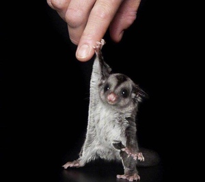 【密袋鼯笼子】密袋鼯笼子品牌,价格 - 阿里巴巴