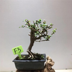 海南博兰盆景小型绿植盆景阳台花卉文人素仁树香兰盆景植物.