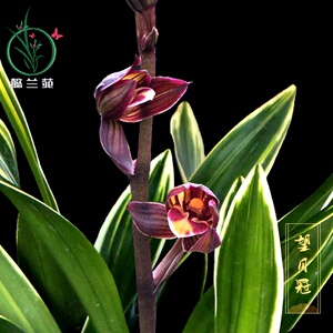 新品兰花苗墨兰望月冠不带花苞浓香型四季好养室内花卉绿植物b盆